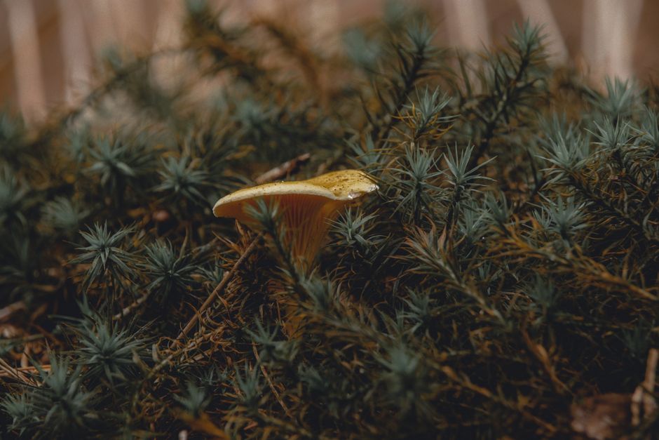 Gezellige herfstkamerinrichting met groene gordijnen.