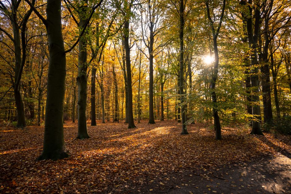 Groene gordijnen met herfstbladeren decoratie.