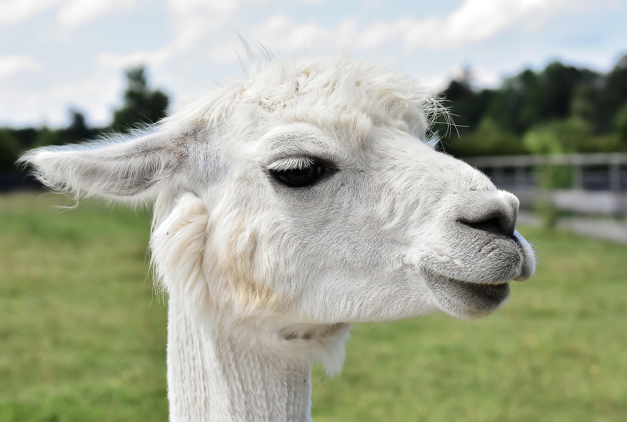 Gezellige woonkamer met herfstige dierenschilderijen. Gezellige woonkamer met herfstige dierenschilderijen.